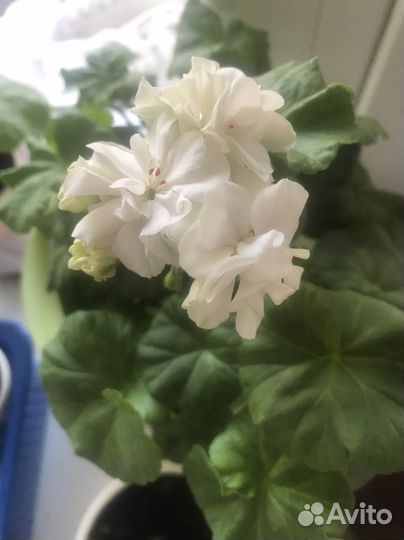 Пеларгония герань Dovepoint