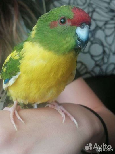 Попугай какарик