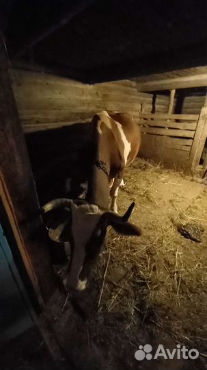Корова стельная дойная