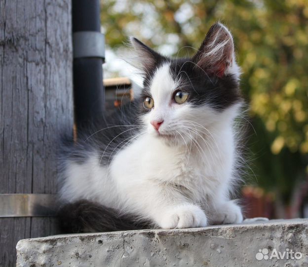 Котенок в добрые ручки