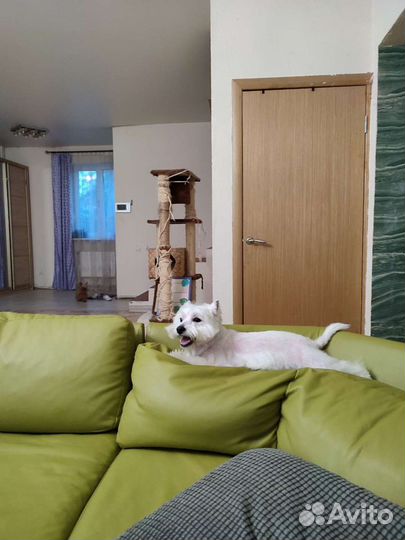 Ищем кобеля для вязки