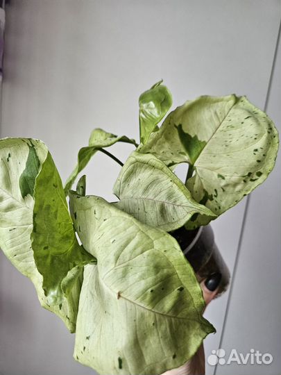 Сингониум серый призрак