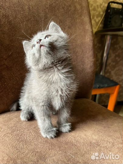 Котенок в добрые руки
