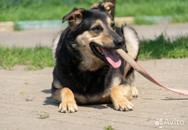Марвел - верный друг в поисках дома