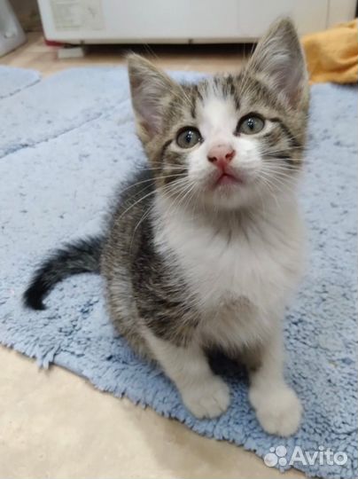 Котенок девочка