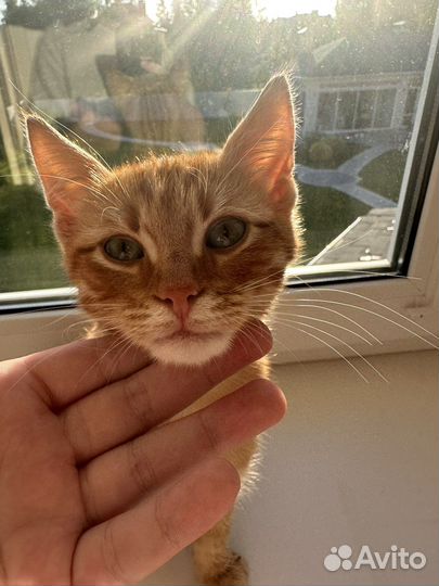 Котенка в добрые руки