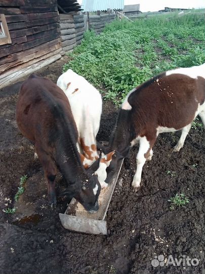 Телята бычки