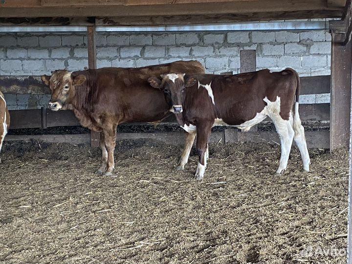 Продаются бычки