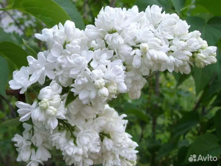 Саженцы