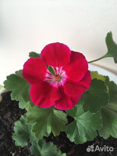 Пеларгония герань