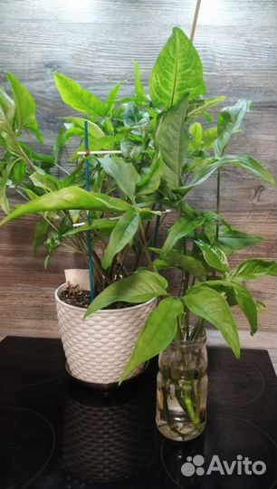 Сингониум отросток