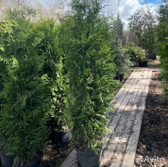 Туи брабант смарагд