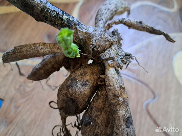 Корни георгин