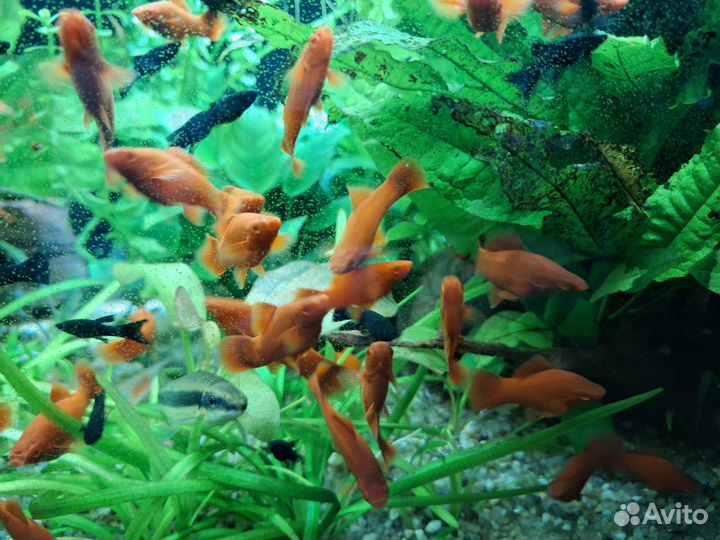 Меченосцы Кинг Конг красный рубин чистая линия