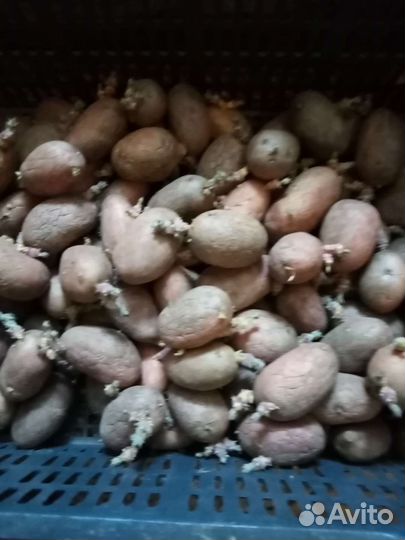 Картофель семенной
