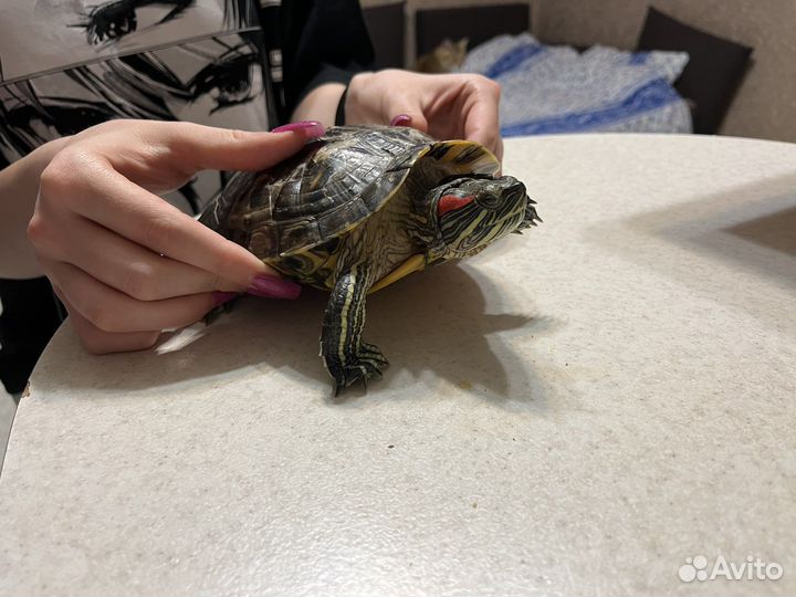 Черепаха бесплатно
