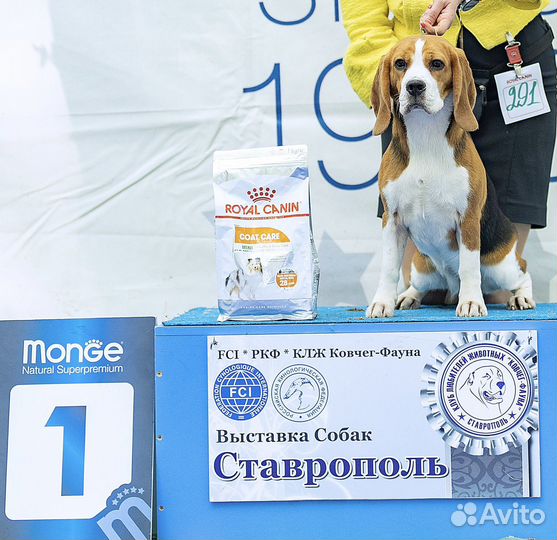 Щенки бигль