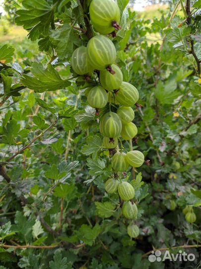 Крыжовник розовый 2