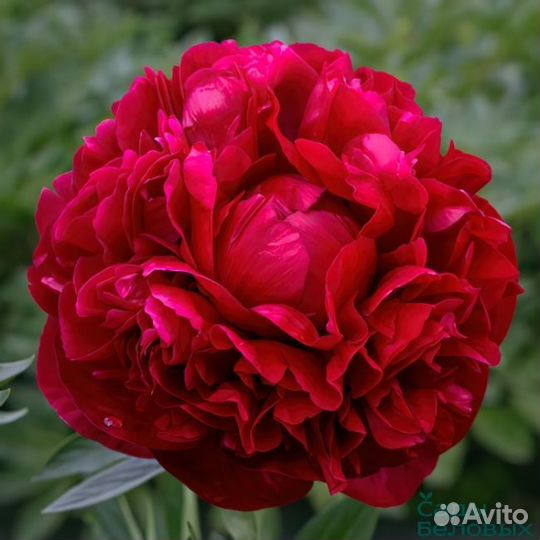 Пион генри бокстос