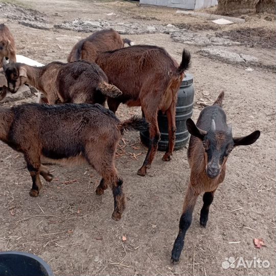 Козы, козлы, козлята
