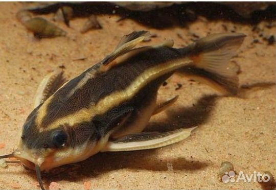 Сом платидорас или поющий сом