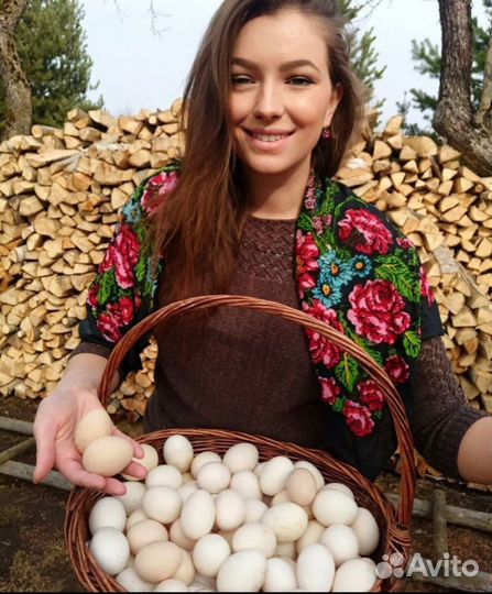 Куры несушки