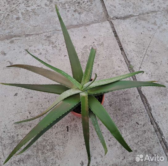 Алоэ вера растение