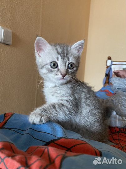 Котята шотландцы