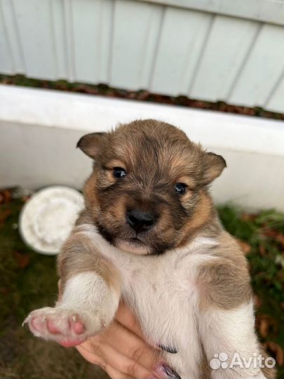 Щенки мальчики