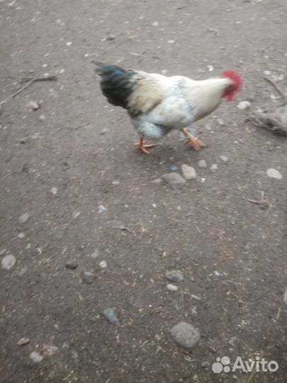 Домашняя птица