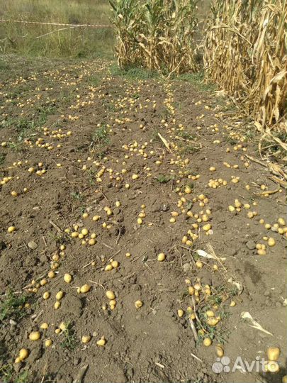 Семенной картофель королева анна и розовый