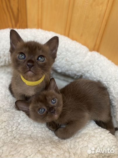 Котята бурмы