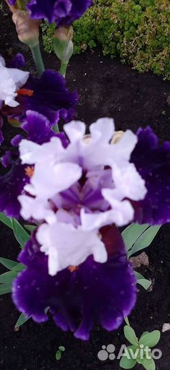 Ирисы бородатые сортовые