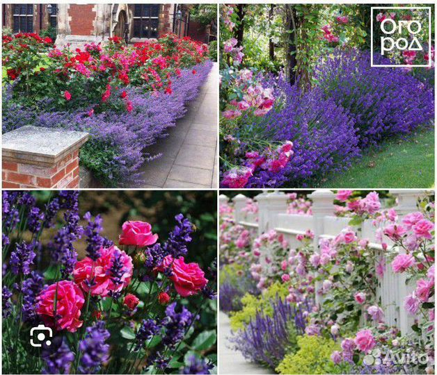 Лаванда синева