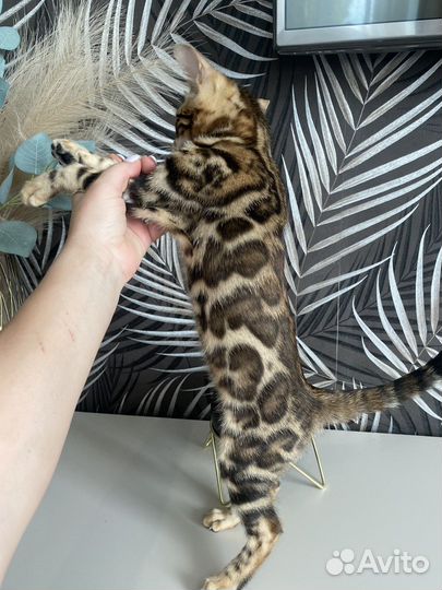 Бенгальскае котята