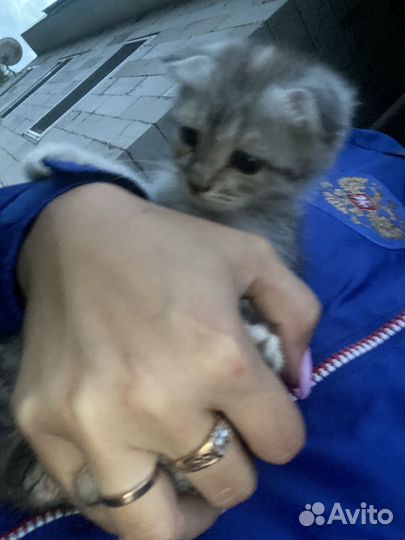 Шотландская вислоухая кошка