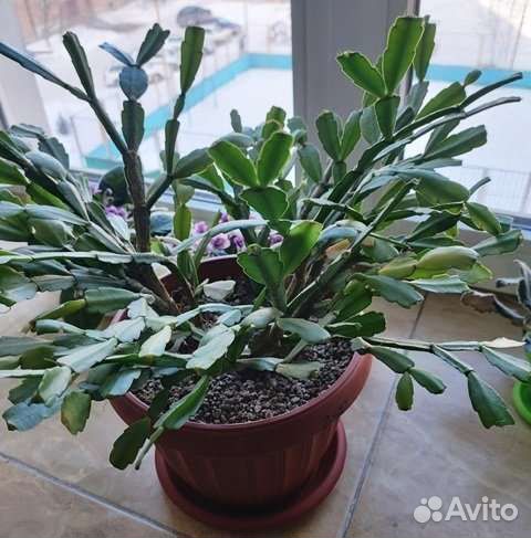 Алоэ декабрист