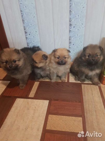 Померанский шпиц