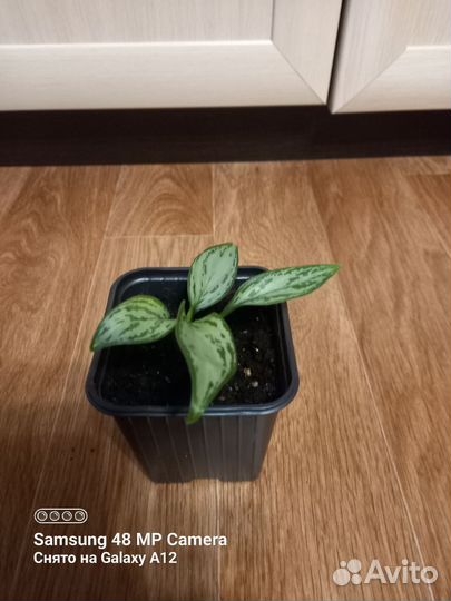 Аглаонема - 