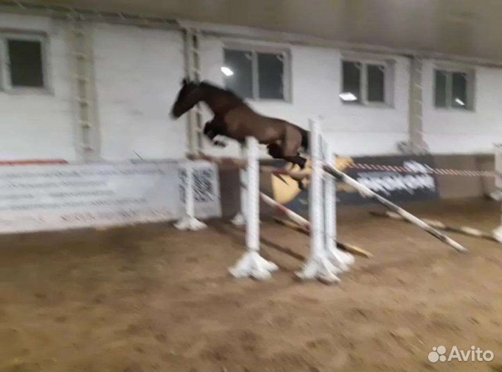 Жеребец на Случку Высококровный Русский Рысак