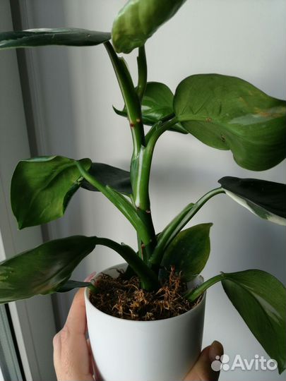 Филодендрон white wizard, белый волшебник