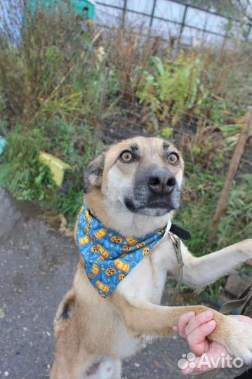 Пёс-подросток Бивис ищет дом