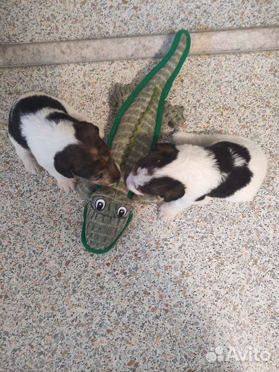 Фокстерьер жесткошерстный щенки