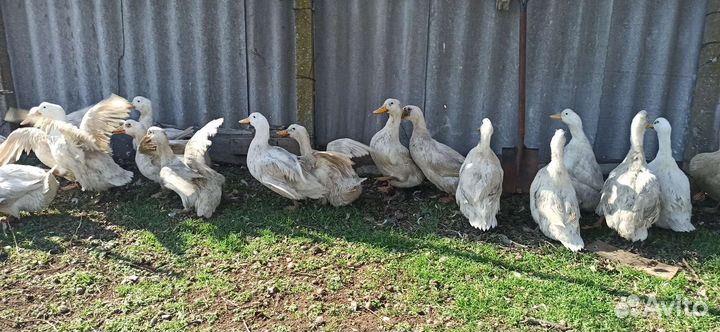 Утка Агидель