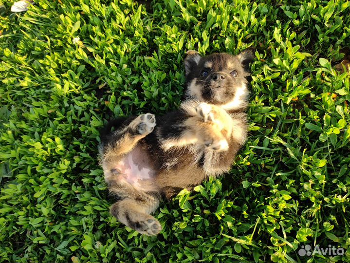 Щенки овчарки и охотничьей лайки