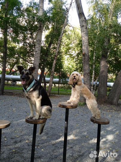 Выгул и передержка собак и др. животных