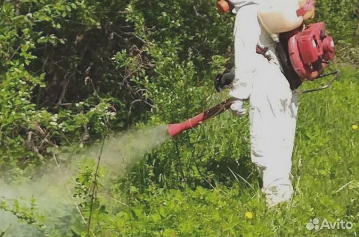 Уничтожение клопов тараканов грызунов блох плесени