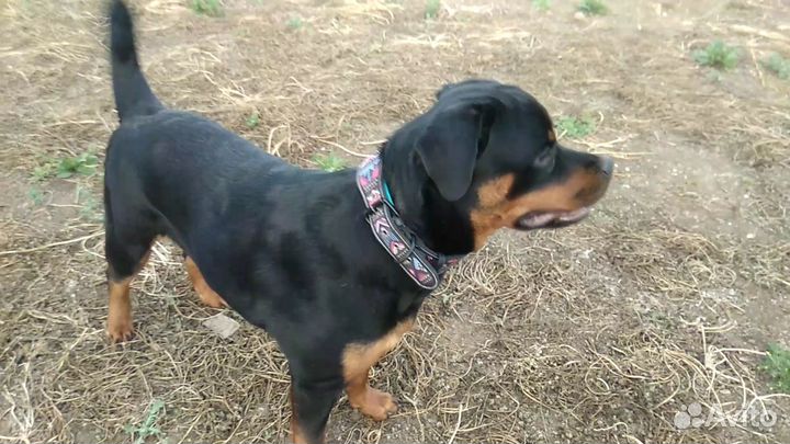 Девочка в ответственные руки