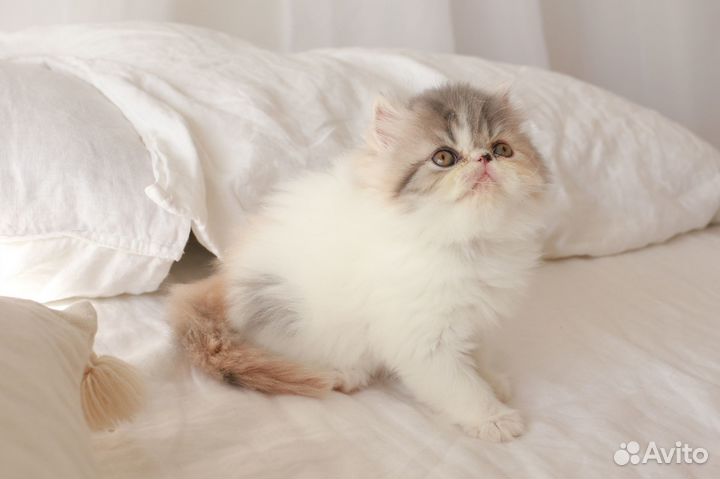 Персидская кошечка