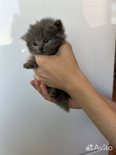 Британский котёнок